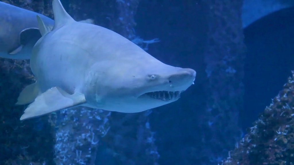 Sharks at the Audubon Aquarium